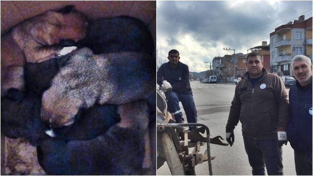 Köpek yavrularını çöpte ölüme terk etmişler!