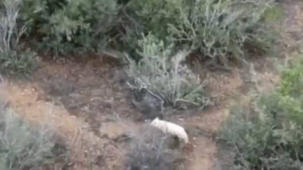 Türkiye’de ilk kez albino çakal görüntülendi